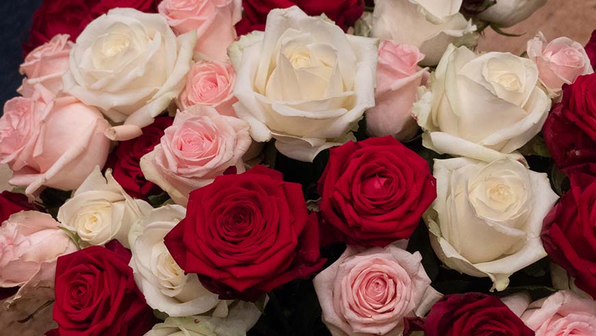 Die freimaurerischen Rosen in Rot, Rosa und Weiß in prächtigen Blüten als Schmuck und Symbol der Festarbeit.